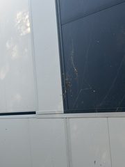 Trichonephila plumipes