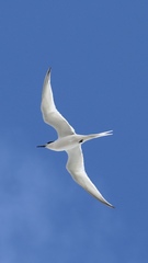 Sterna striata striata