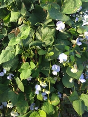 Psophocarpus tetragonolobus