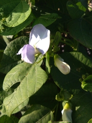 Psophocarpus tetragonolobus