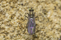 Tetrachaetus bipunctatus