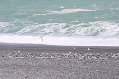 Sterna striata striata