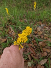 Solidago mexicana