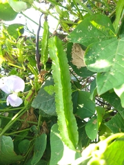 Psophocarpus tetragonolobus