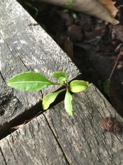 Pseudopanax crassifolius × lessonii