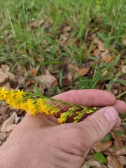 Solidago mexicana