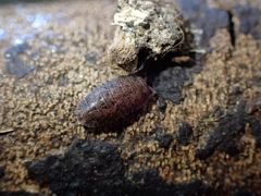 Armadillidae
