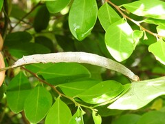 Bastilla solomonensis