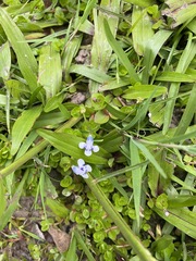 Lindernia rotundifolia