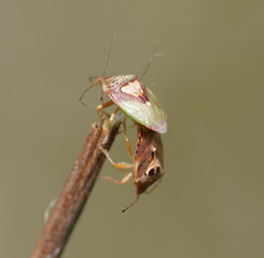 Eupolemus angularis