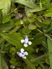 Lindernia rotundifolia