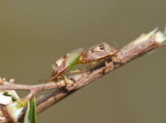 Eupolemus angularis
