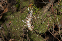 Hemideina crassidens