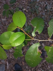Chrysophyllum