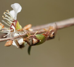 Eupolemus angularis