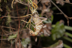 Hemideina crassidens