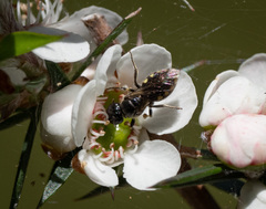 Euhesma crabronica