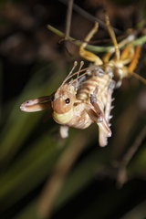 Hemideina crassidens