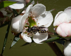 Euhesma crabronica