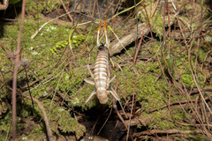 Hemideina crassidens