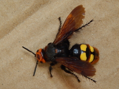 Megascolia maculata