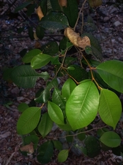 Chrysophyllum