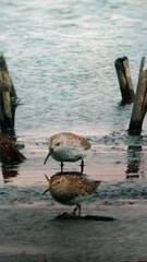 Calidris alpina