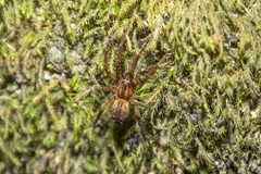 Gradungula sorenseni