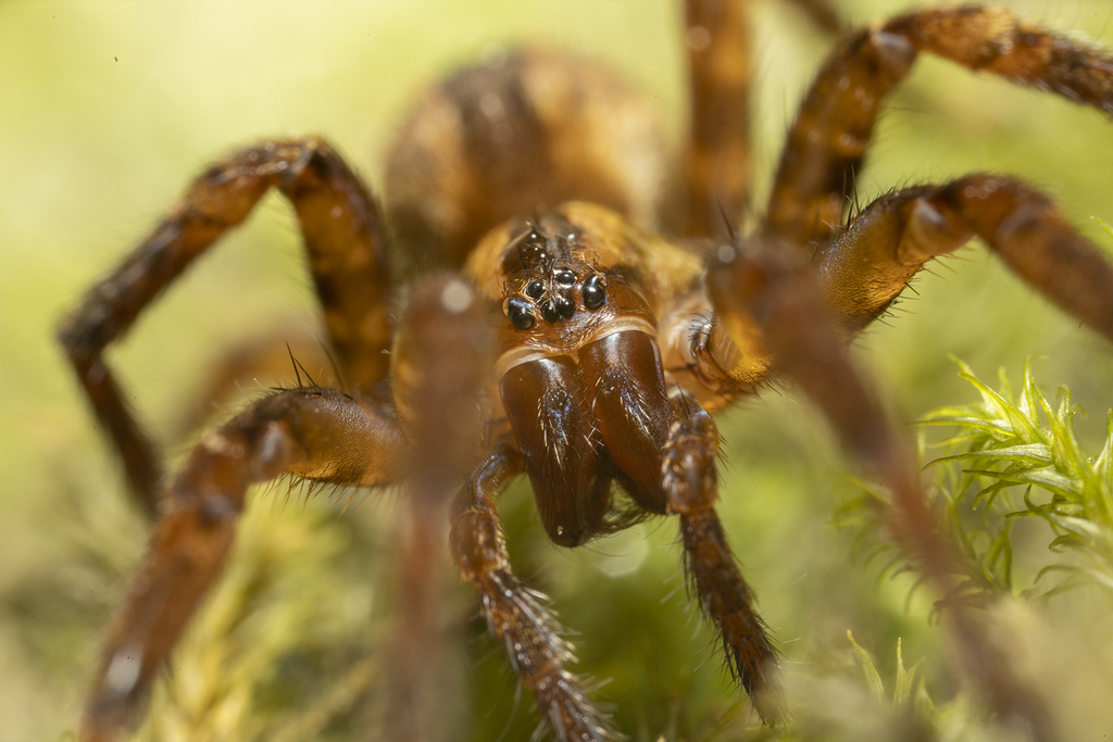 Sorensen's Spider from Buller District, West Coast, New Zealand on ...