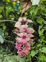 Medinilla magnifica
