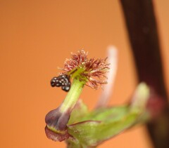 Arthrochilus irritabilis