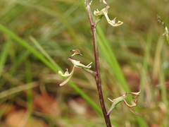 Arthrochilus irritabilis