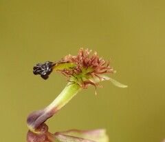 Arthrochilus irritabilis