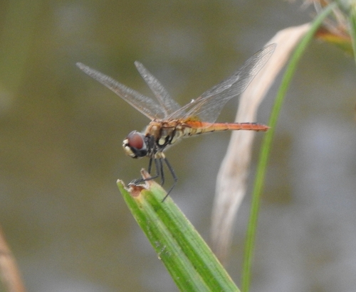 Photo of Wandering Pennant