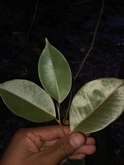 Chrysophyllum