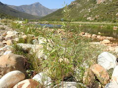 Salix mucronata