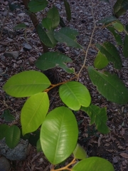 Chrysophyllum
