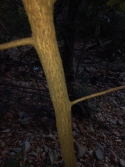 Chrysophyllum