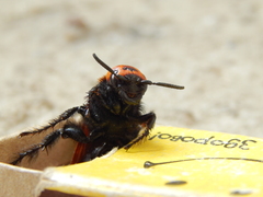 Megascolia maculata