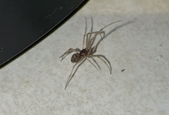 Steatoda