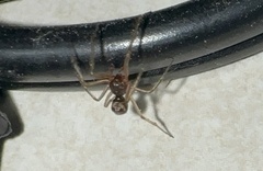 Steatoda