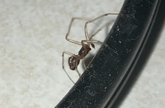 Steatoda
