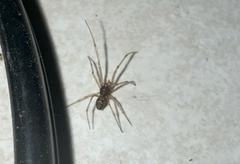 Steatoda