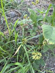 Cyperus polystachyos