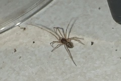 Steatoda