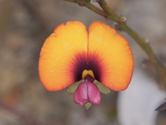 Gompholobium ovatum