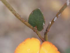 Gompholobium ovatum