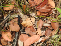 Arthrochilus irritabilis