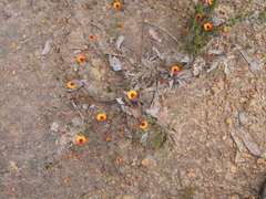 Gompholobium ovatum