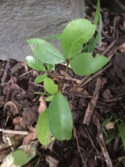 Pseudopanax crassifolius × lessonii